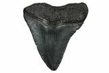 Juvenile Megalodon Tooth - South Carolina #353312-1